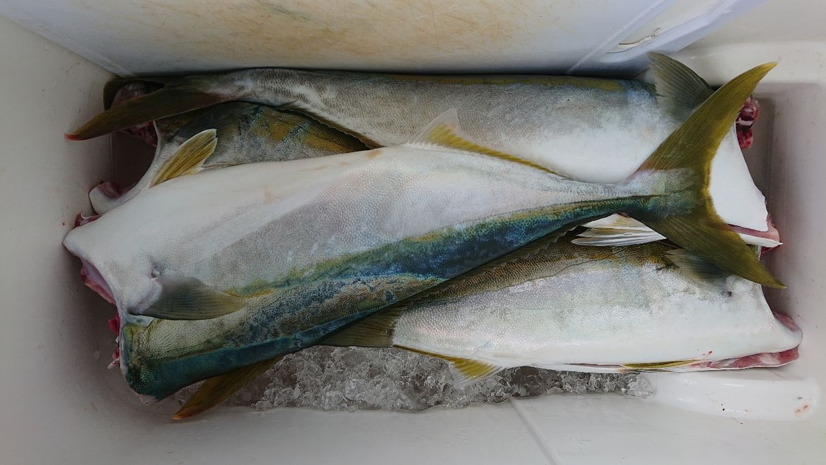 釣りバカじいさんさんの釣果 2枚目の画像