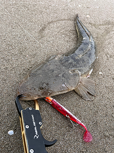 マゴチの釣果