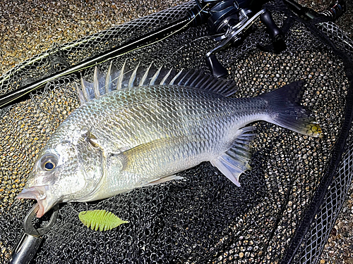 キビレの釣果