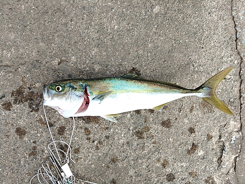 ワカシの釣果