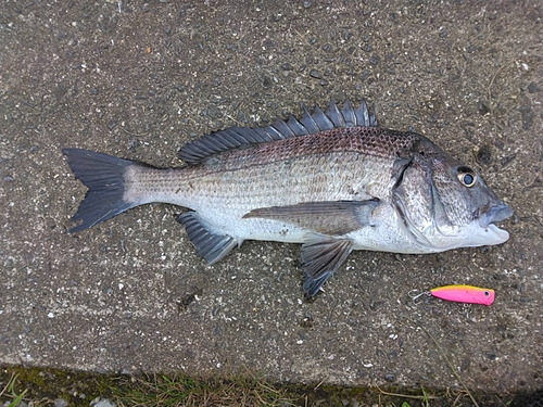 チヌの釣果