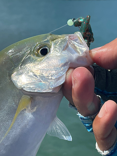 カスミアジの釣果