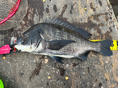 チヌの釣果