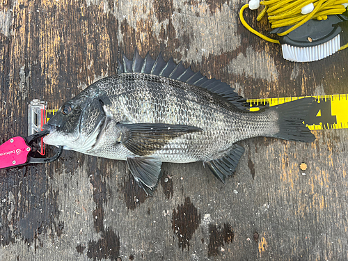 チヌの釣果