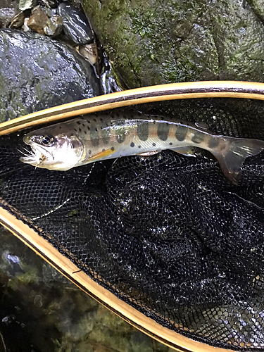 ヤマメの釣果