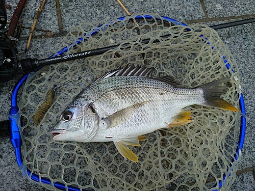 キビレの釣果