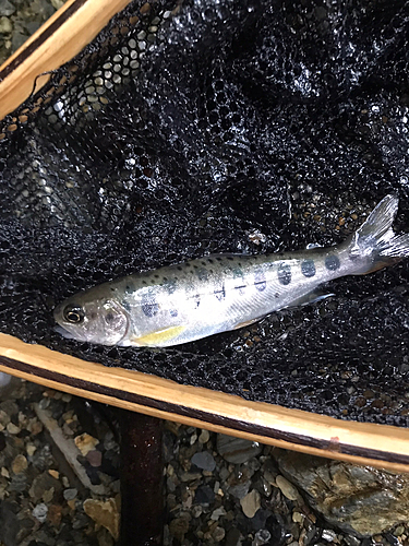 ヤマメの釣果