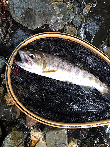 ヤマメの釣果