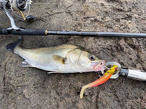 セイゴ（マルスズキ）の釣果