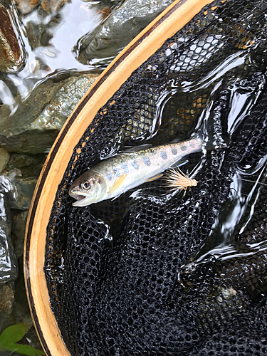 ヤマメの釣果