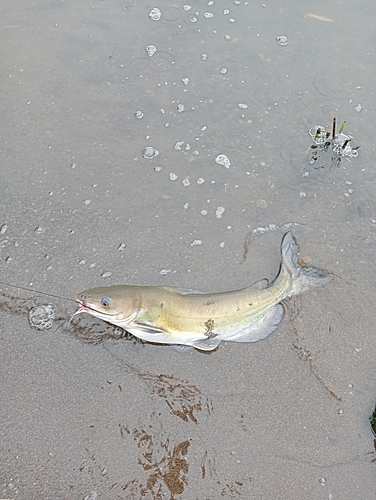 アメリカナマズの釣果