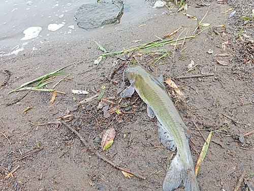 アメリカナマズの釣果