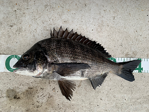 クロダイの釣果