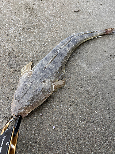 マゴチの釣果