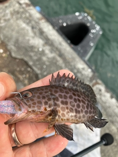 オオモンハタの釣果