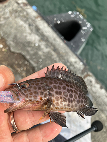 オオモンハタの釣果