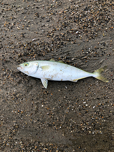 ワカシの釣果