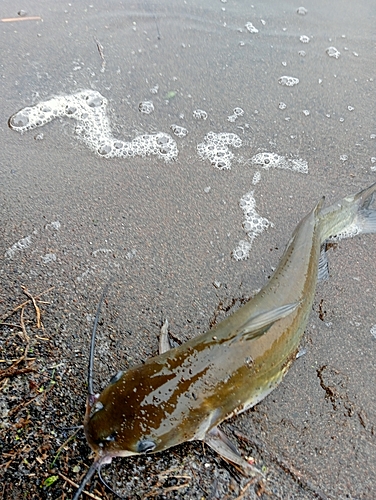 アメリカナマズの釣果