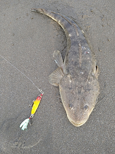 マゴチの釣果