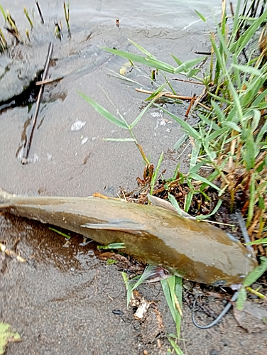 アメリカナマズの釣果