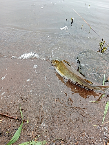 アメリカナマズの釣果