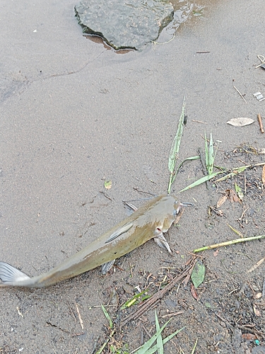 アメリカナマズの釣果