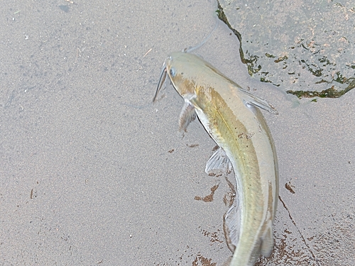 アメリカナマズの釣果