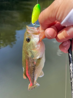 ブラックバスの釣果