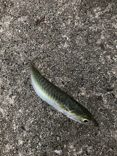 サバの釣果