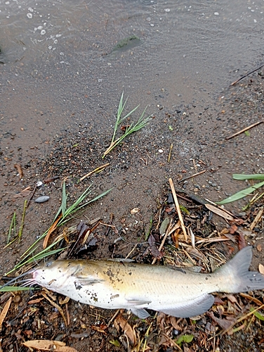 アメリカナマズの釣果