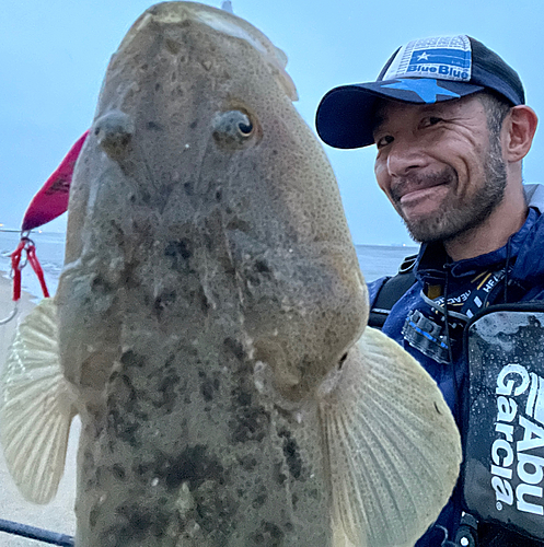 マゴチの釣果