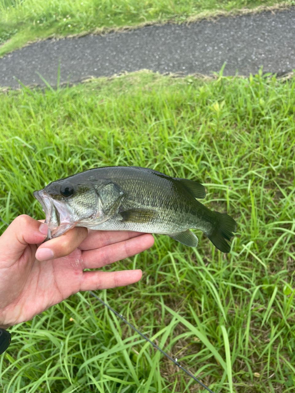 ブラックバス