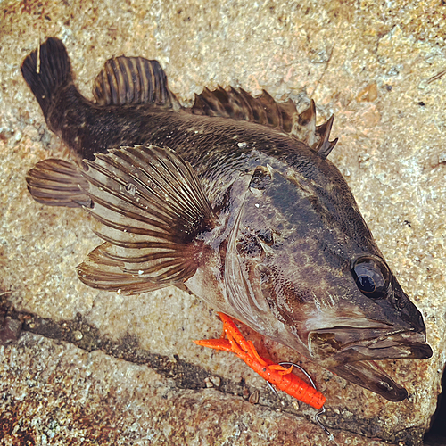 タケノコメバルの釣果