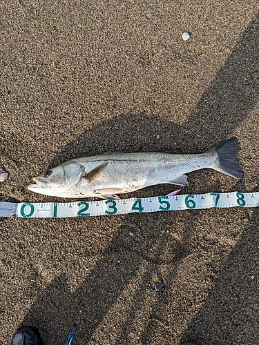 スズキの釣果