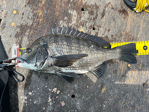 チヌの釣果