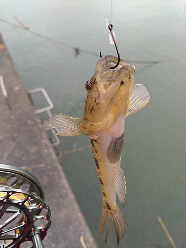 ハゼの釣果