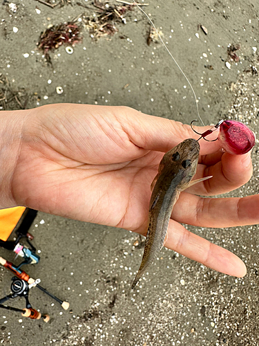 ハゼの釣果