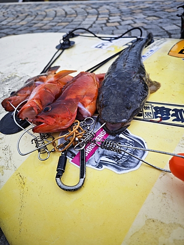 マゴチの釣果