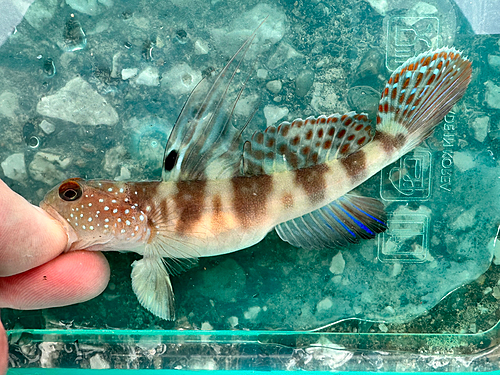 イトヒキハゼの釣果