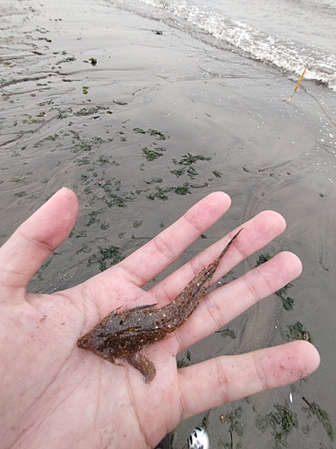 メゴチの釣果