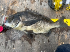 チヌの釣果