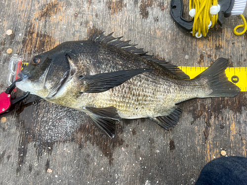 チヌの釣果