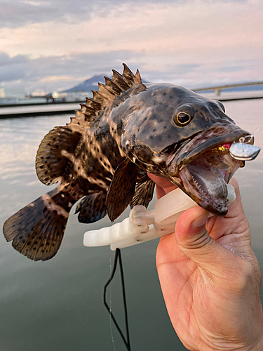 ヤイトハタの釣果