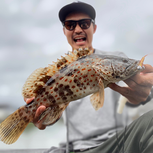 チャイロマルハタの釣果