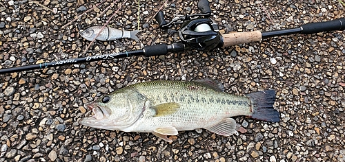 ブラックバスの釣果