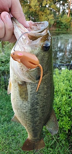 ブラックバスの釣果