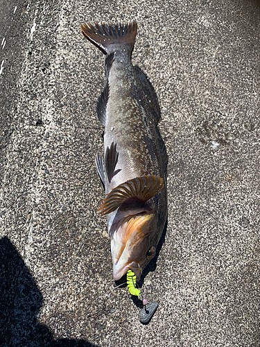 アイナメの釣果