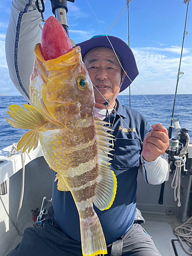 アオハタの釣果