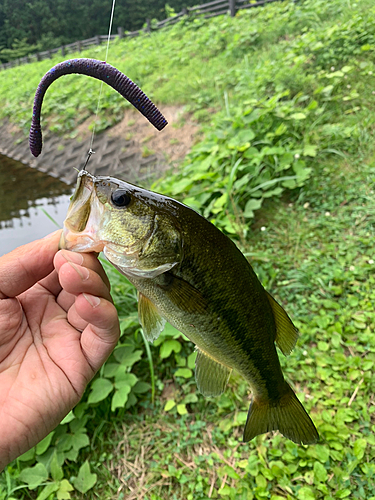 ラージマウスバスの釣果