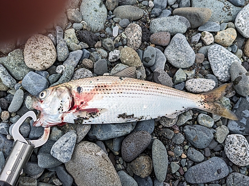 コノシロの釣果